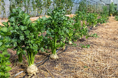 Apium_graveolens_rapaceum_Celeriac_in_a_greenhouse_in_summer_PasdeCalais_France