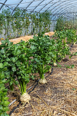 Celeriac_in_a_greenhouse_in_summer_PasdeCalais_France