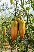 Cornue des Andes tomatoes in a greenhouse in summer, Pas-de-Calais, France