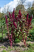 Princes Feather (Amaranthus hypochondriacus)