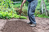 Lambs lettuce seedling in summer vegetable garden, Moselle, France - cover the seeds,