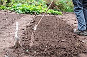 Lambs lettuce seedling in summer vegetable garden, Moselle, France - cover the seeds,