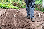 Lambs lettuce seedling in summer vegetable garden, Moselle, France - cover the seeds,