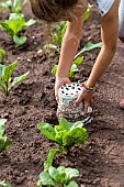 Girl removing pots placed on salad plants to protect them from slugs in summer, Moselle, France