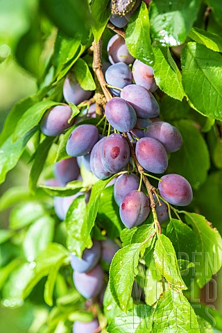 Quetsche_plums_on_the_tree_in_summer_Alsace_France