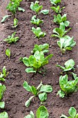 Salad, Chicory Franchi in a vegetable garden in summer, Moselle, France