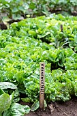 Salad Eminence in a vegetable garden in summer, Moselle, France