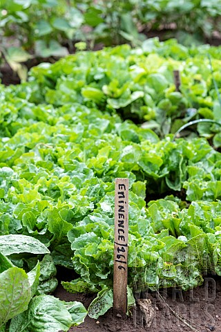 Salad_Eminence_in_a_vegetable_garden_in_summer_Moselle_France