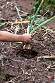 Girl harvesting onions in a vegetable garden in summer, Moselle, France