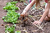 Girl harvesting onions in a vegetable garden in summer, Moselle, France