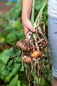 Girl harvesting onions in a vegetable garden in summer, Moselle, France