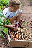 Girl harvesting onions in a vegetable garden in summer, Moselle, France