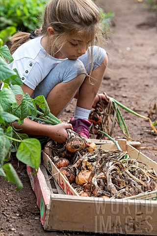 Girl_harvesting_onions_in_a_vegetable_garden_in_summer_Moselle_France