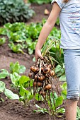 Girl harvesting onions in a vegetable garden in summer, Moselle, France