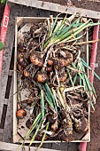 Harvest onions in a vegetable garden in summer, Moselle, France