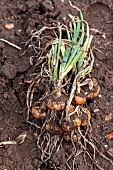 Harvest onions in a vegetable garden in summer, Moselle, France