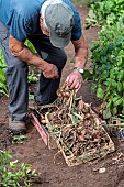 Harvest onions in a vegetable garden in summer, Moselle, France