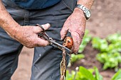 Harvest onions in a vegetable garden in summer, Moselle, France