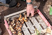 Harvest onions in a vegetable garden in summer, Moselle, France