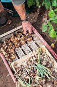 Harvest onions in a vegetable garden in summer, Moselle, France