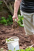 Lettuce harvest in the vegetable garden in summer, Moselle, France