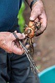 Harvest onions in a vegetable garden in summer, Moselle, France