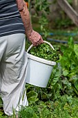 Lettuce harvest in the vegetable garden in summer, Moselle, France