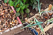 Harvest onions in a vegetable garden in summer, Moselle, France