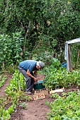 Harvest onions in a vegetable garden in summer, Moselle, France