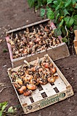 Harvest onions in a vegetable garden in summer, Moselle, France