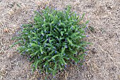 Blueweed (Echium vulgare) in a garden in summer, Moselle, France