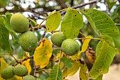 Walnut in its fleshy husk on the tree in summer, Alsace, France