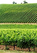 View of the Gaillac vineyard from the Domaine de Vaysette, Tarn, France