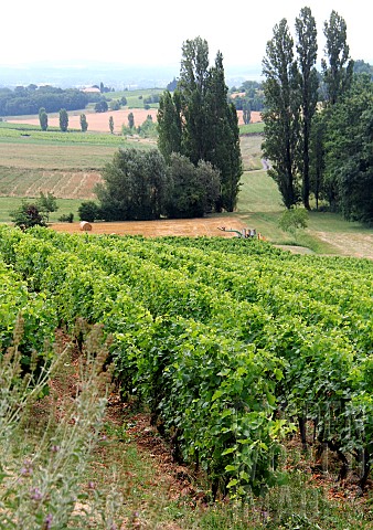 View_of_the_Gaillac_vineyard_from_the_Domaine_de_Vaysette_Tarn_France