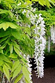 Pergola of white wisterias (Wisteria floribunda alba), France