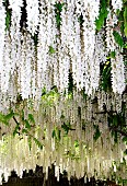 Pergola of white wisterias (Wisteria floribunda alba), France