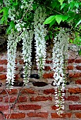 Pergola of white wisterias (Wisteria floribunda alba), France