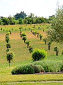 Truffle oak plantation, France