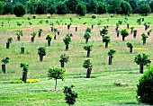 Truffle oak plantation, France