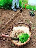 Vegetable garden onion (Allium cepa) transplanting