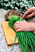 Vegetable garden onion (Allium cepa) transplanting, step 1
