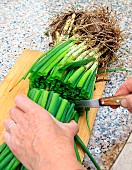 Vegetable garden onion (Allium cepa) transplanting, step 1