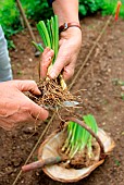 Vegetable garden onion (Allium cepa) transplanting, step 2
