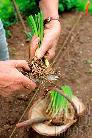 Vegetable_garden_onion_Allium_cepa_transplanting_step_2