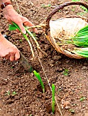 Vegetable garden onion (Allium cepa) transplanting, step 3