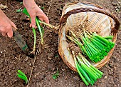 Vegetable garden onion (Allium cepa) transplanting, step 3