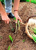 Vegetable garden onion (Allium cepa) transplanting, step 3