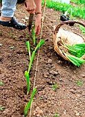 Vegetable garden onion (Allium cepa) transplanting, step 3