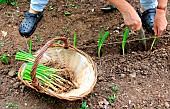 Vegetable garden onion (Allium cepa) transplanting, step 3