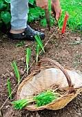 Vegetable garden onion (Allium cepa) transplanting, step 3